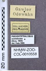 Etikette zu Pseudotetralobus australasiae (NHMW-ZOO-COL-0010558)